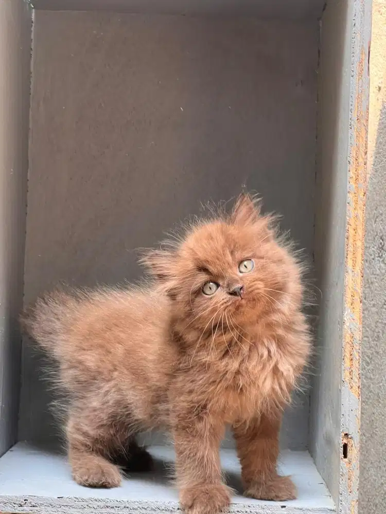 Kucing himalaya cinamon jantan