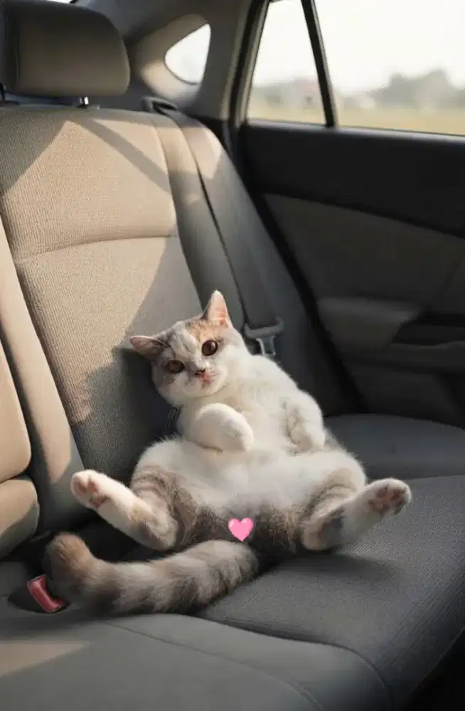Bsh dilute female