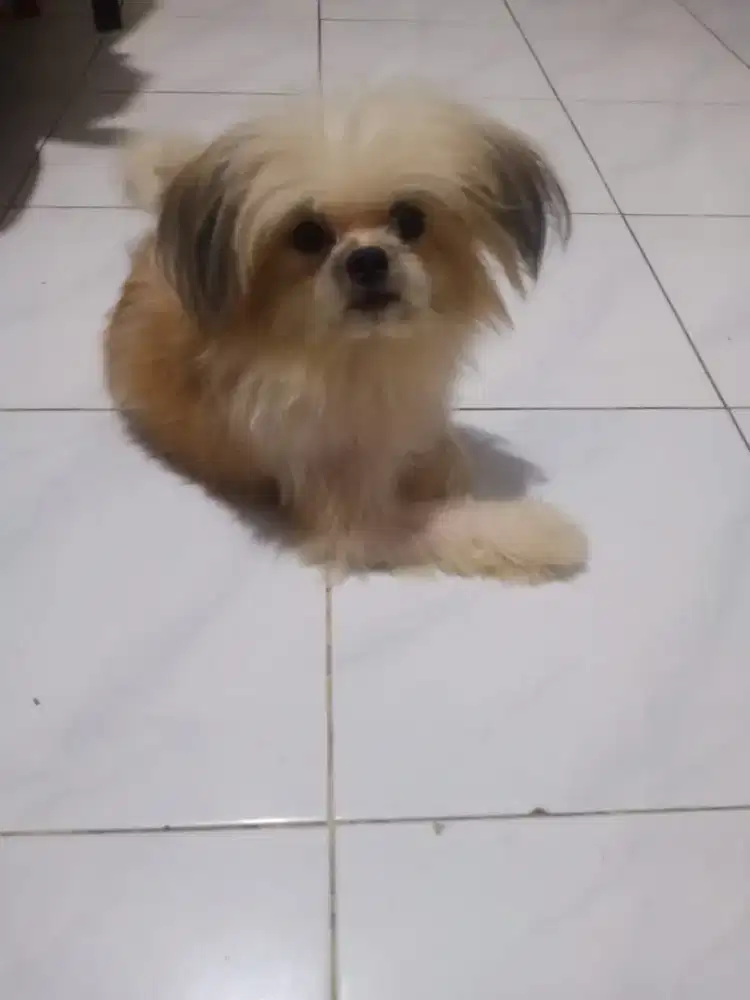 ANAKAN MIX SHITZU POM ORI