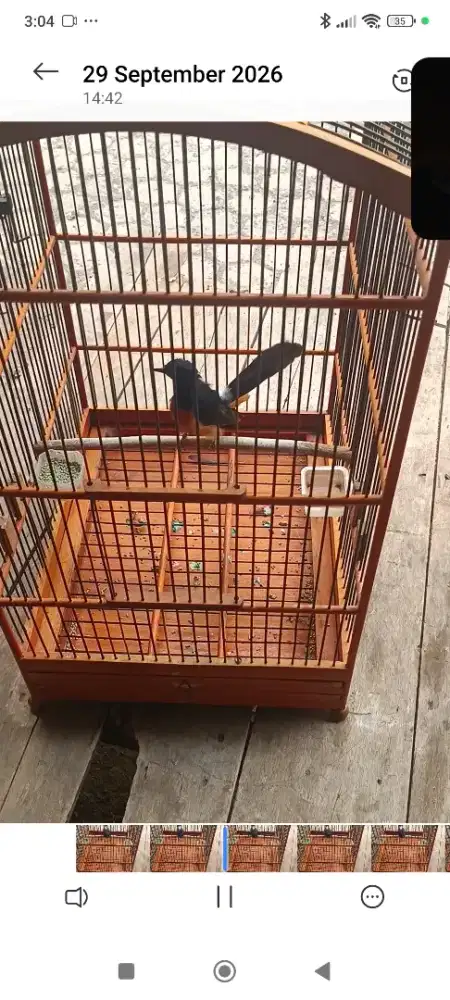 Murai batu gacorr
