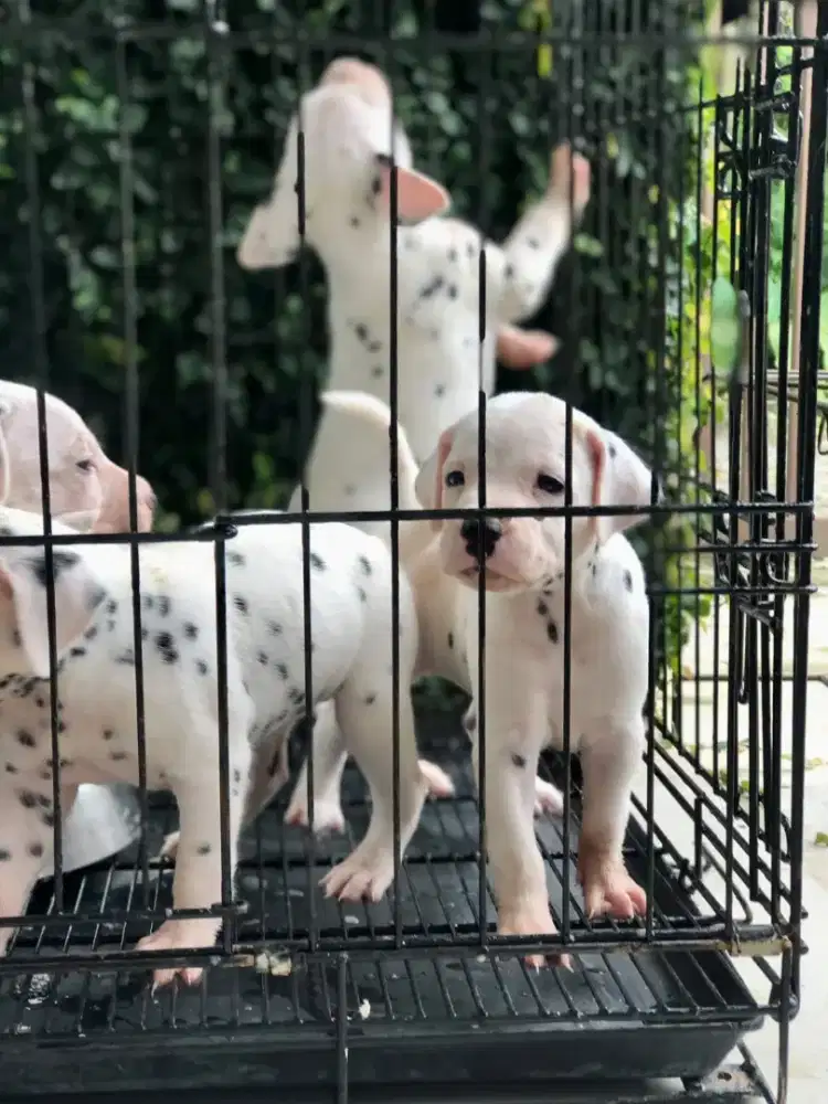 Dalmatian puppy