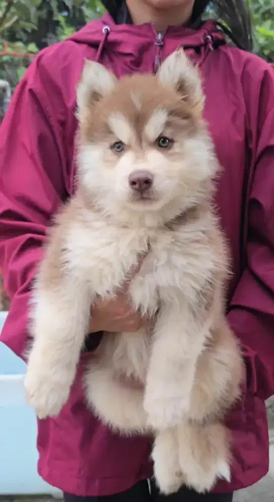 Siberian husky puppy