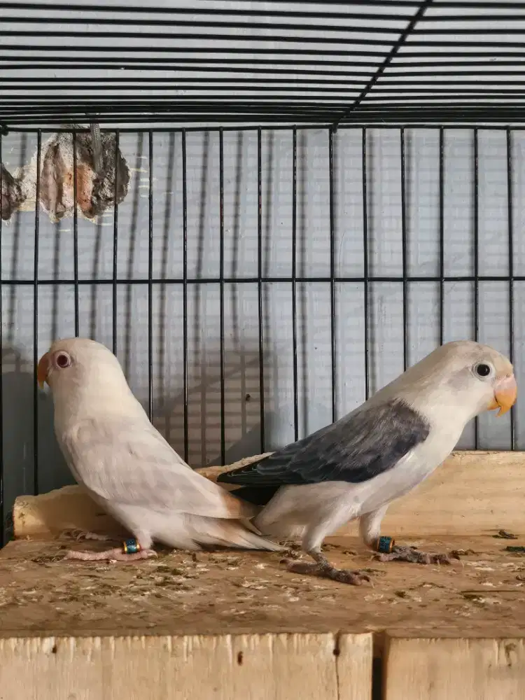 Love bird biola euwing pf
