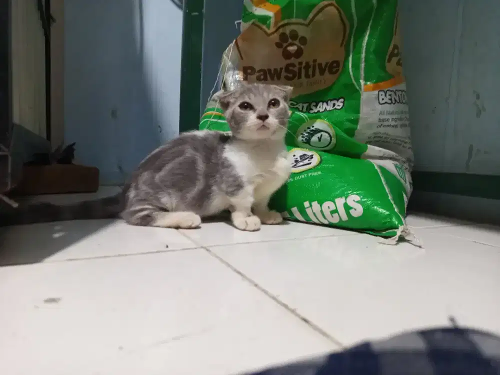 Gaelic fold ( Scottish Fold Munchkin)