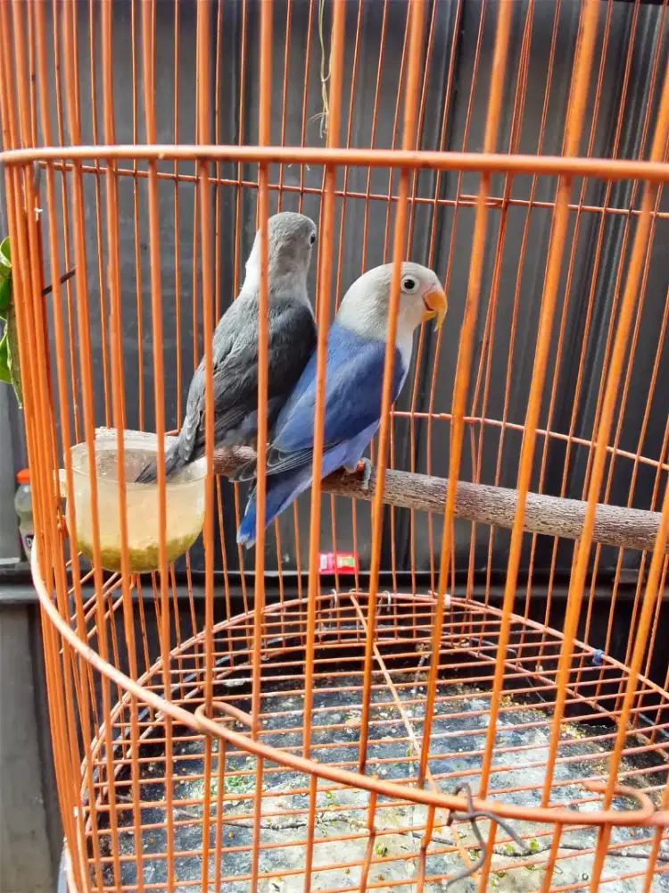 Lovebird sepasang warna cantik