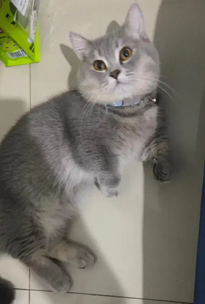 Kucing munchkin bsh british short hair british shorthair