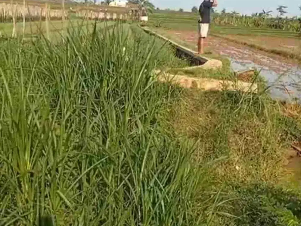 Di Jual Sawah Produktif di Taman Sari ,kec. Kerjo Karang Anyar Solo