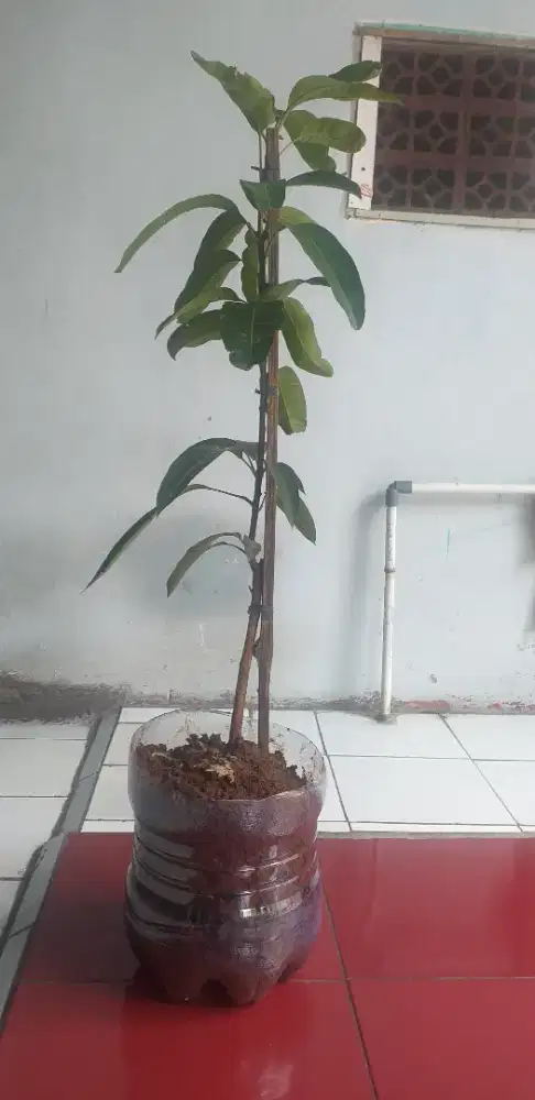Pohon Mangga Kiojay