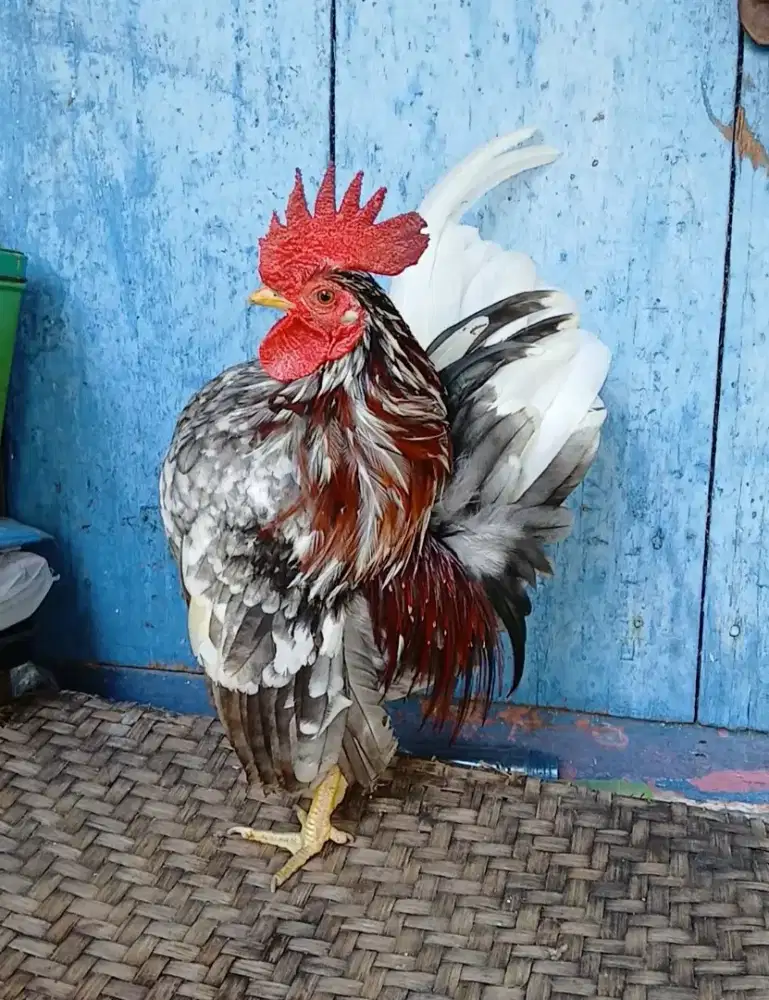 Ayam serama rinting abu