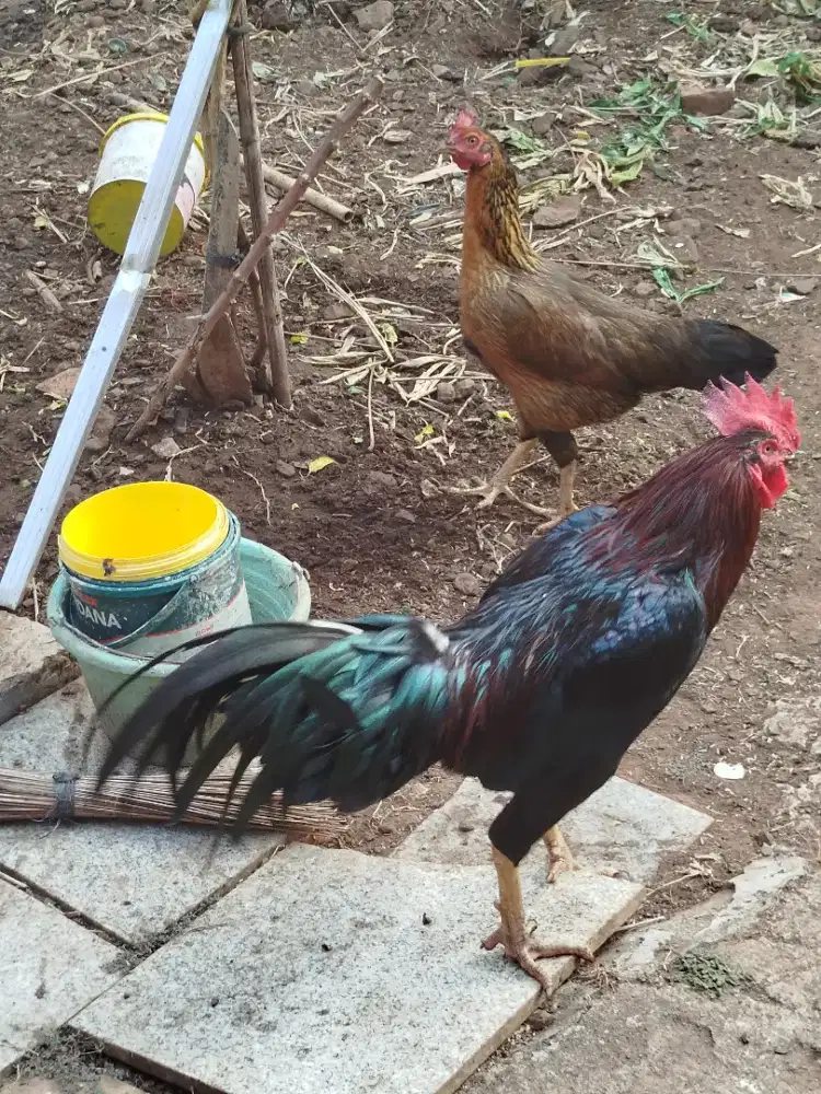 Ayam kampung indukan