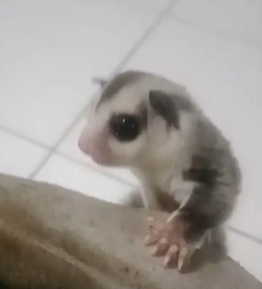 joey Sugar glider WF