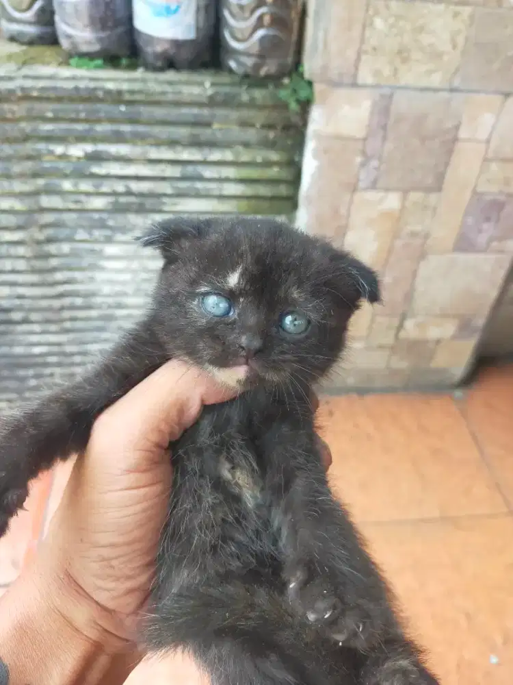 Kitten bsh fold