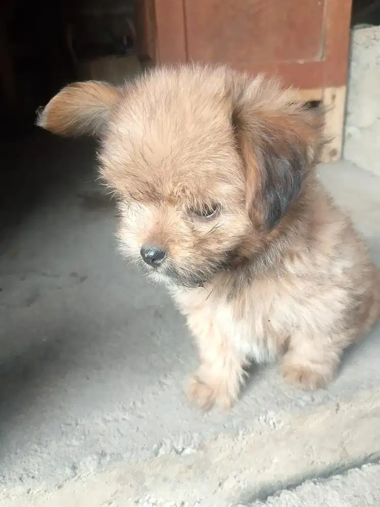 Mix shitzu usia 2 bulan