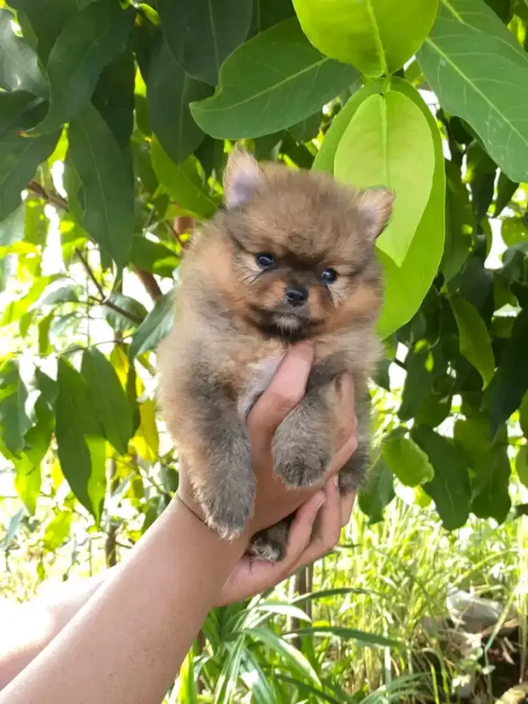 SuperMiniipom puppys