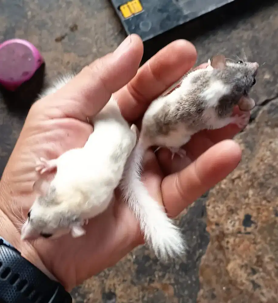 Sepasang African Pygmy Dormice
