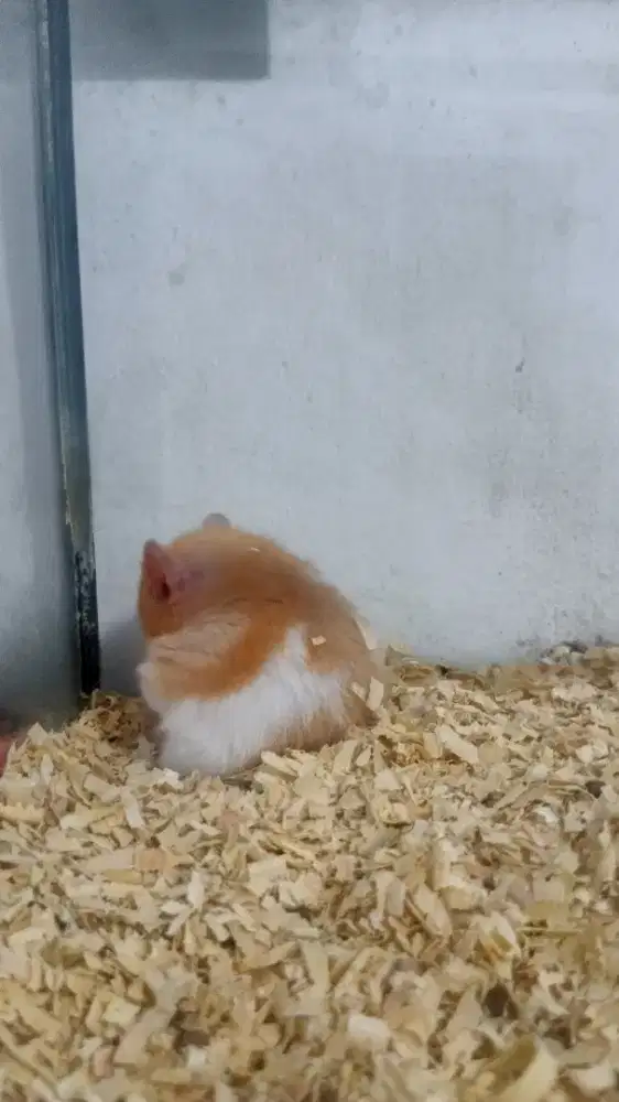 Hamster Syrian sama kandang & aksesoris (paket lengkap)