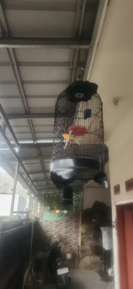 Burung kenari dan sangkar