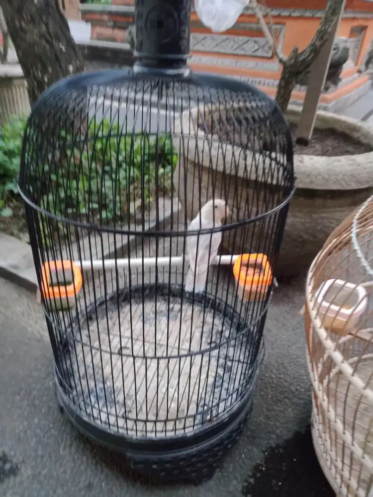 Jual burung Lovebird dg sangkar