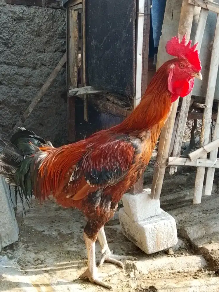 Ayam pelung Cianjur