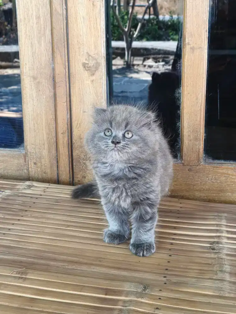 Scottish fold telinga nekuk