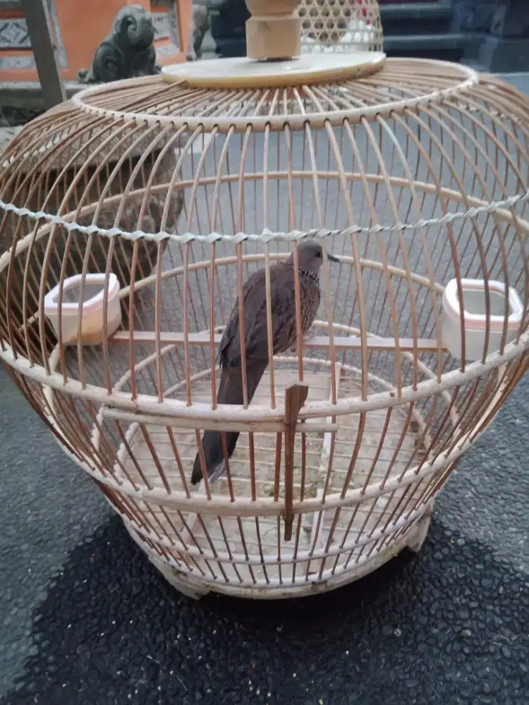 Jual burung terkukur dg sangkar