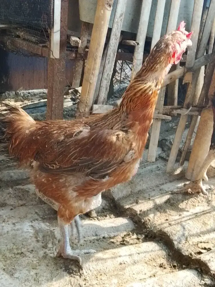 Babon Pelung Cianjur