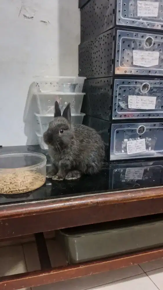 Kelinci mini Netherland Dwarf / Hias / ND Warna Dark Grey