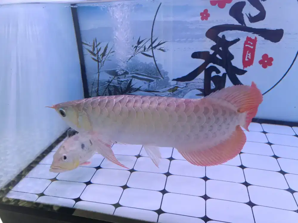 Dijual ikan arwana super red + aquarium 120*60*60