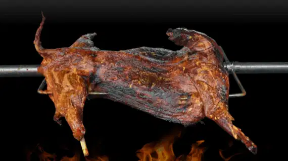 Jual Kambing Guling