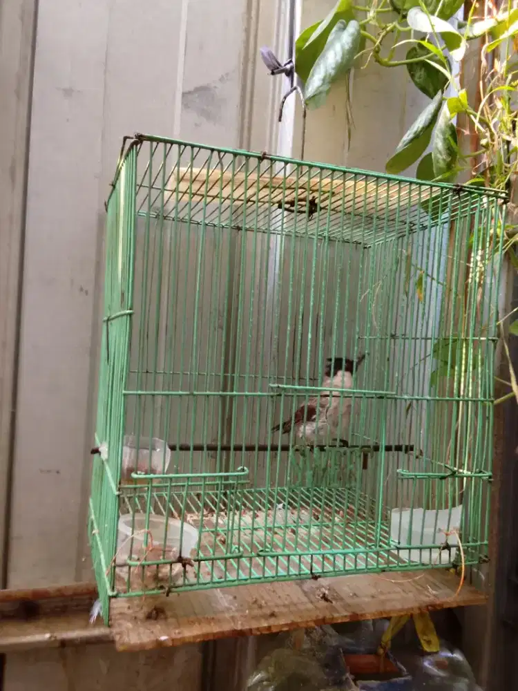 Burung kutilang jantan bunyi barter ayam