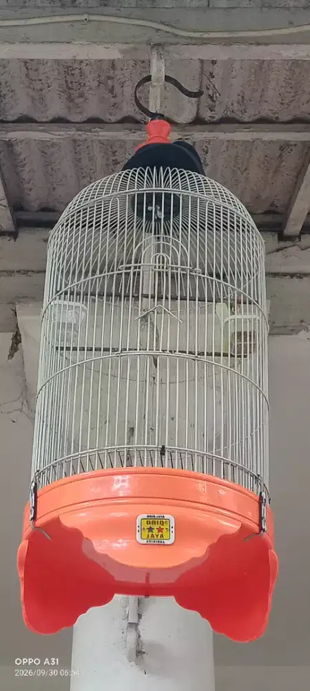 Burung sanger fulset kandang oriq
