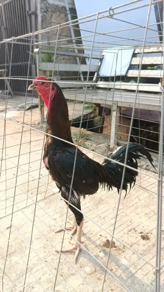AYAM KOYTRAD USIA 8 BULAN
