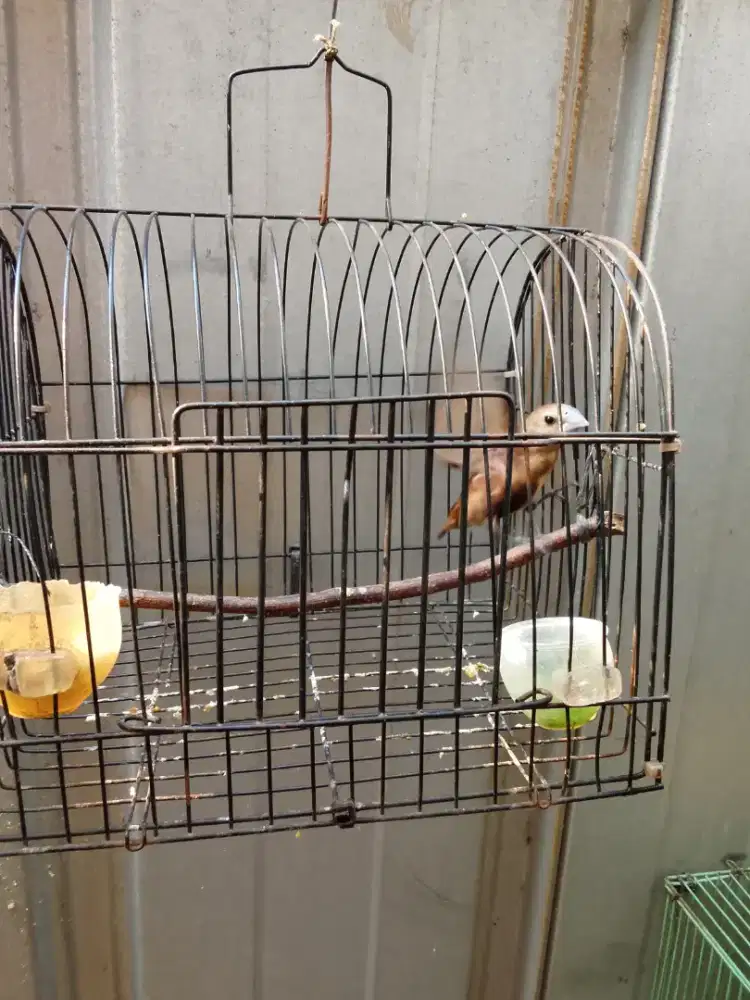 Burung emprit pala haji