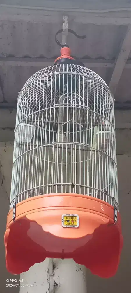 Burung blacktrhoat fulset kandang oriq