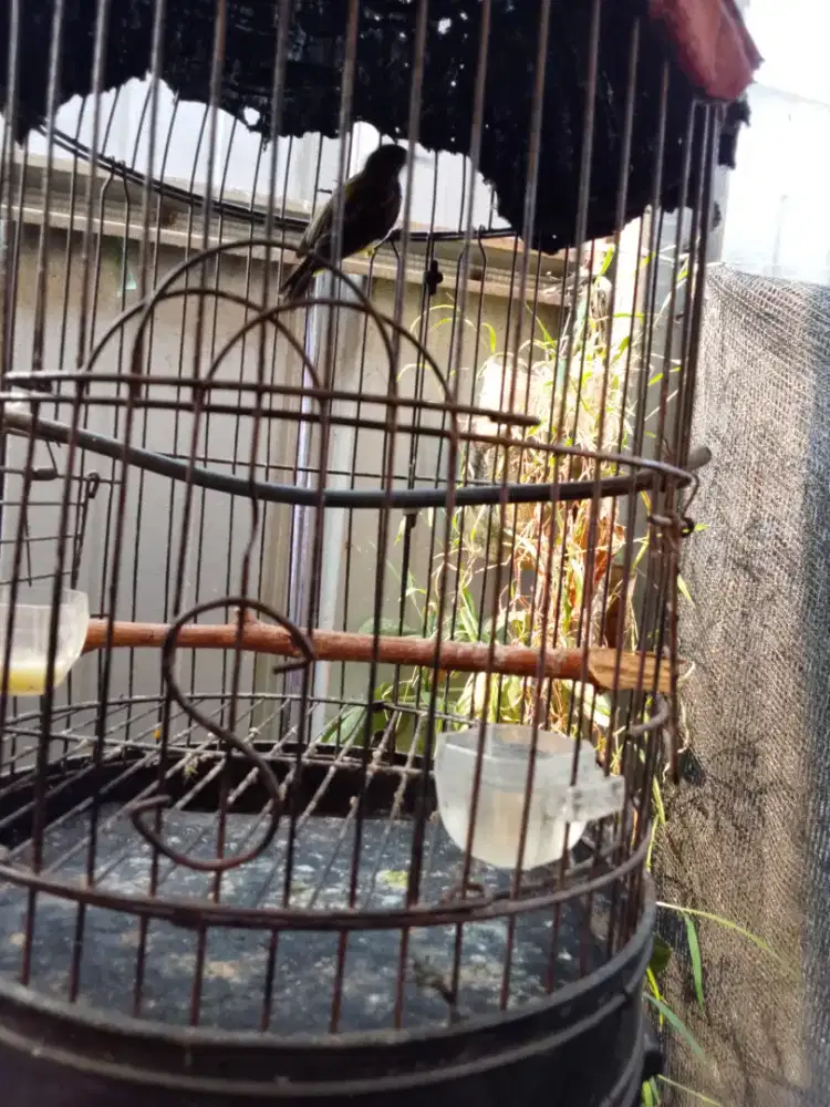 Burung S O 9 O N barter ayam