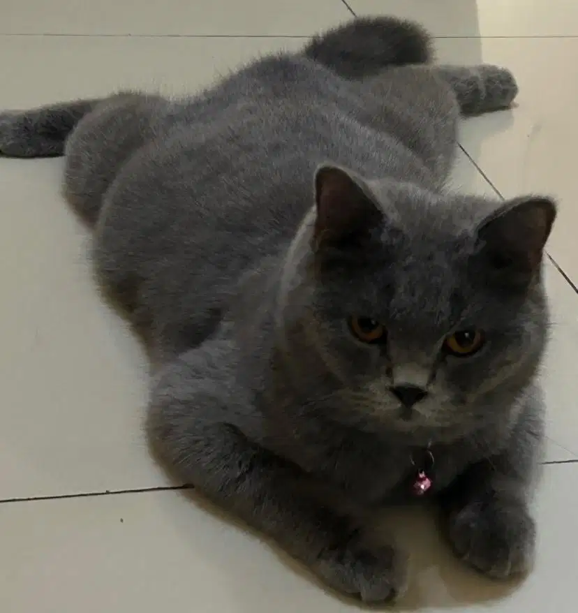 Kucing bsh british shorthair bsh british short hair