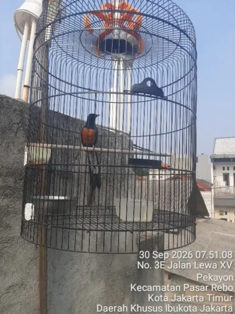 Burung murai ekor klewer