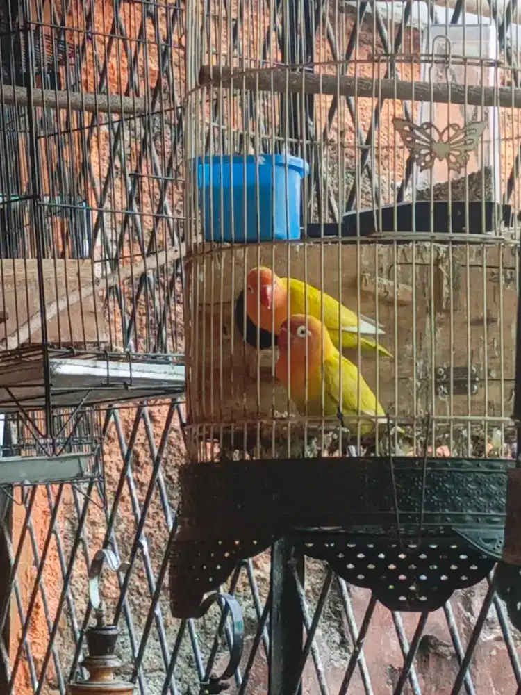 Maharin lovebird sepasang sedang bertelur burja