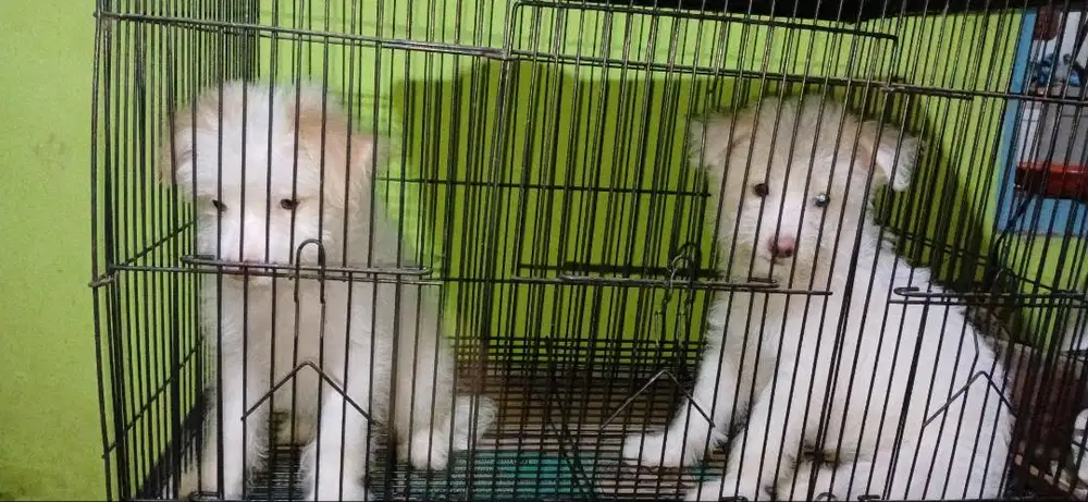 SEPASANG PUPPY IMUT & LUCU TURUNAN RAS