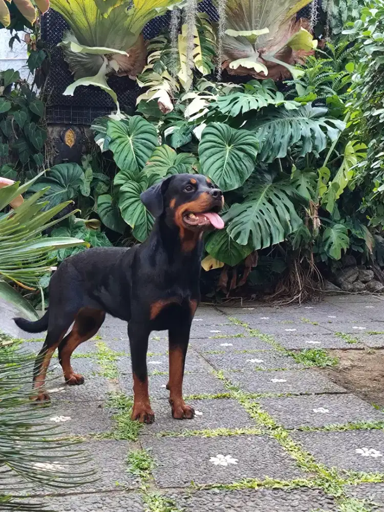 Rottweiler Remaja/Young Female Rottweiler