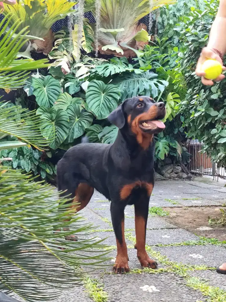 Rottweiler Remaja/Young Female Rottweiler