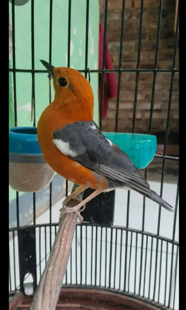 Anis merah bahan lokal Sumedang