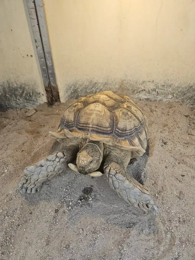 Kura Kura Sulcata
