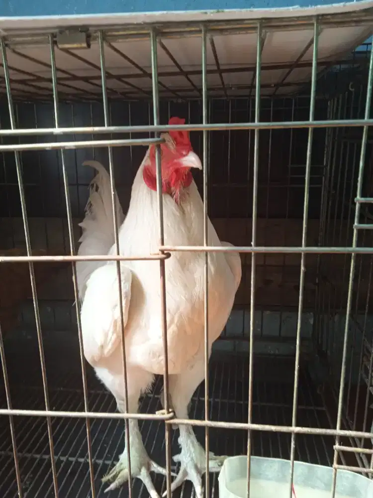 Ayam Brahma muda putih polos blasteran mulus dan bersih usia 7bln