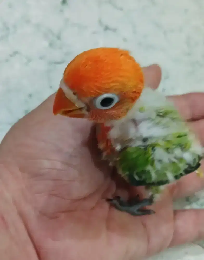 Burung lovebird