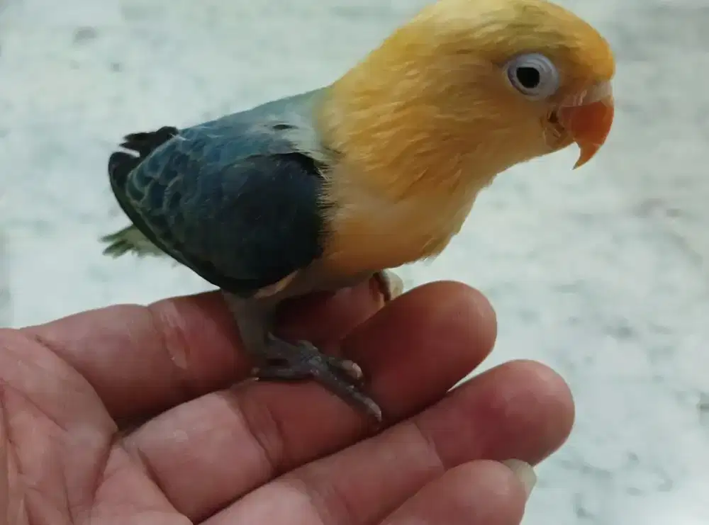 Burung lovebird