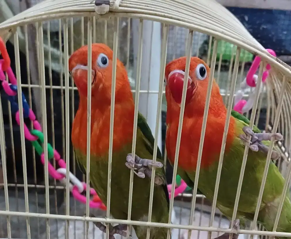 Burung lovebird