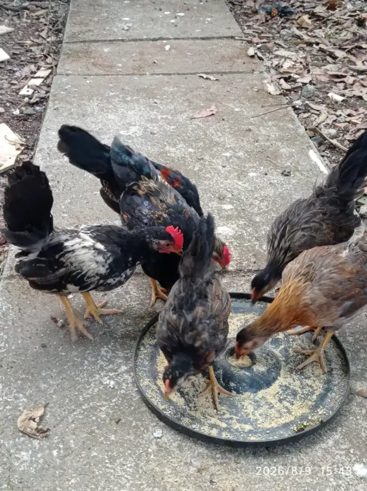 Ayam Kate chabo sepasang