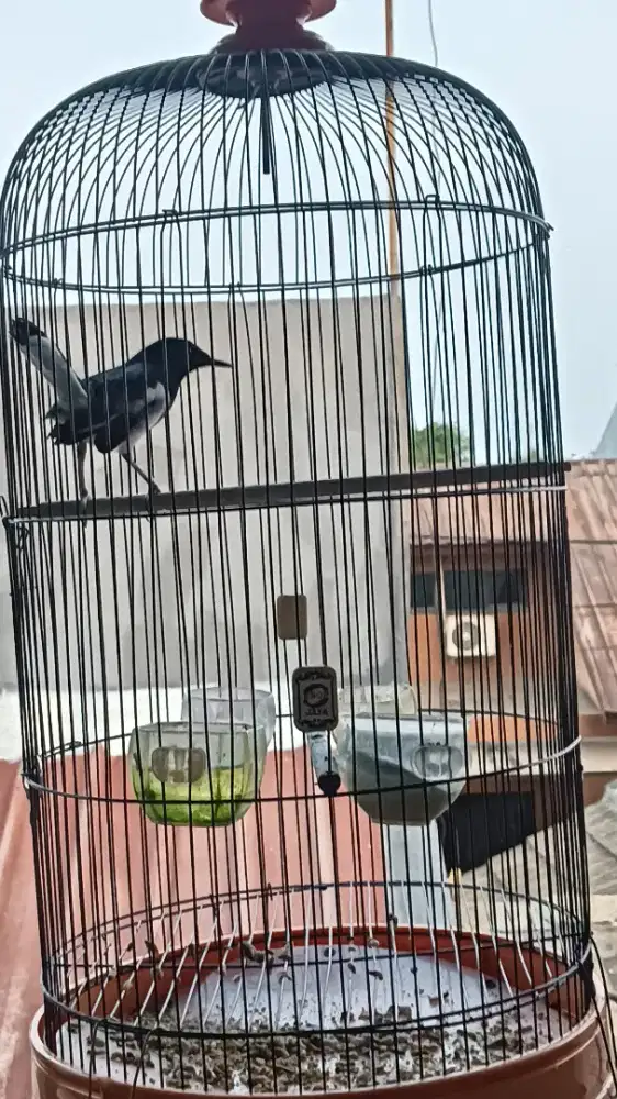 Kacer Jabar sudah deker rajin