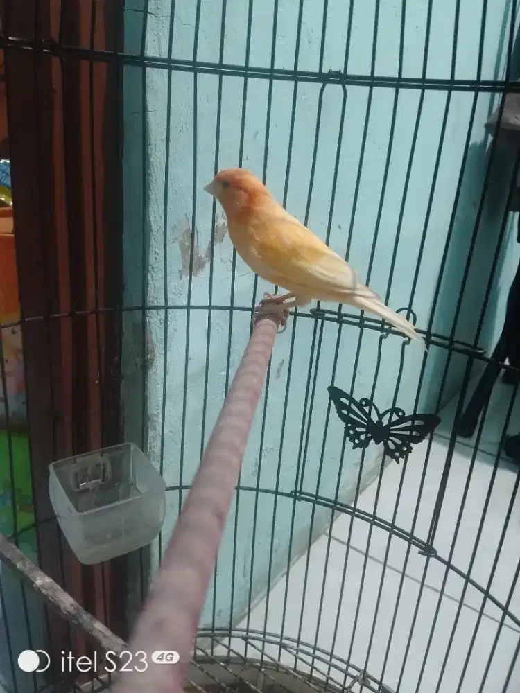 Di jual burung kenari